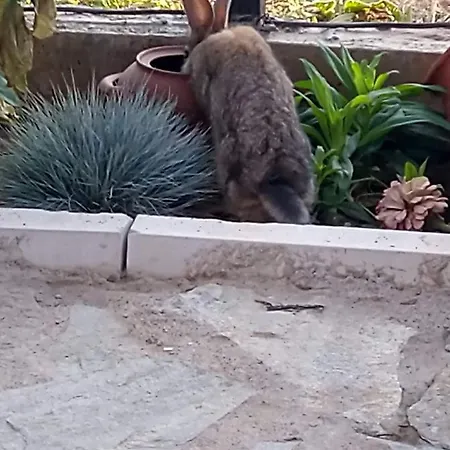 долината на вълчицата The Wolf Gasthuis